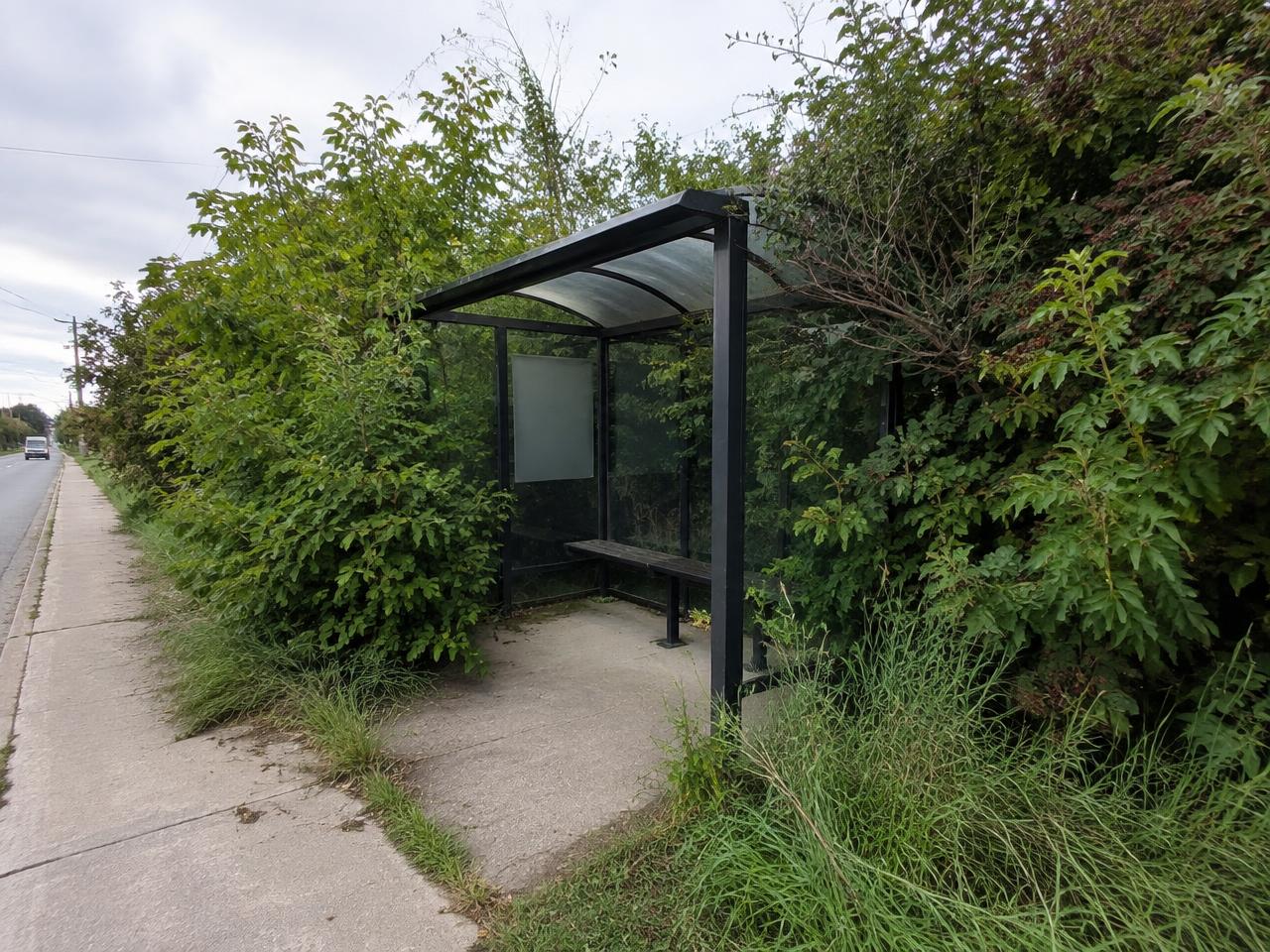 Roadside bus shelter surrounded by overgrown shrubs and long grass encroaching on the concrete pad