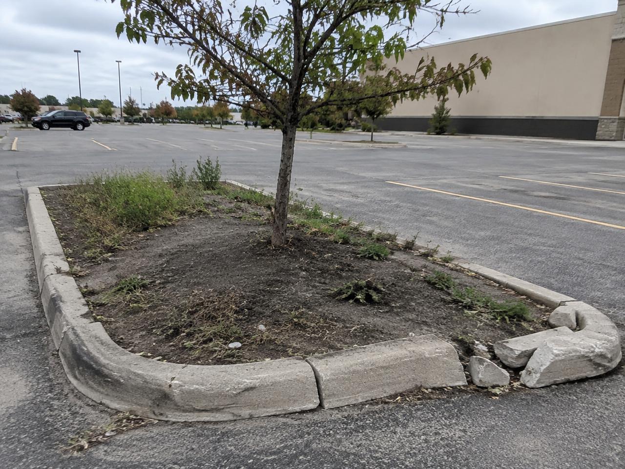Parking lot landscape island with bare soil, weeds and displaced curb edging